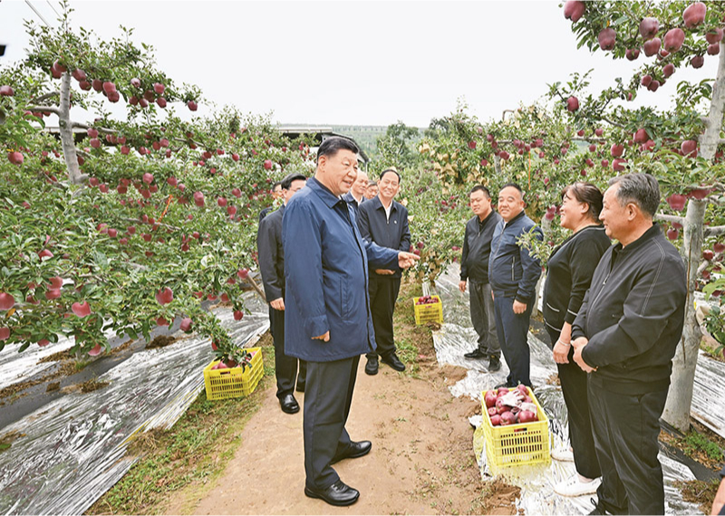 2024年9月10日至13日，中共中央總書記、國家主席、中央軍委主席習(xí)近平在甘肅考察。這是11日上午，習(xí)近平在天水市麥積區(qū)南山花牛蘋果基地考察時(shí)，走進(jìn)果林了解相關(guān)種植、技術(shù)和管理情況。 新華社記者 謝環(huán)馳/攝